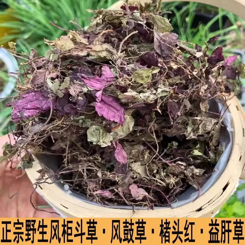 正宗野生风柜斗草干品福建风鼓草风谷草50g-250g风柜斗草另售甘草