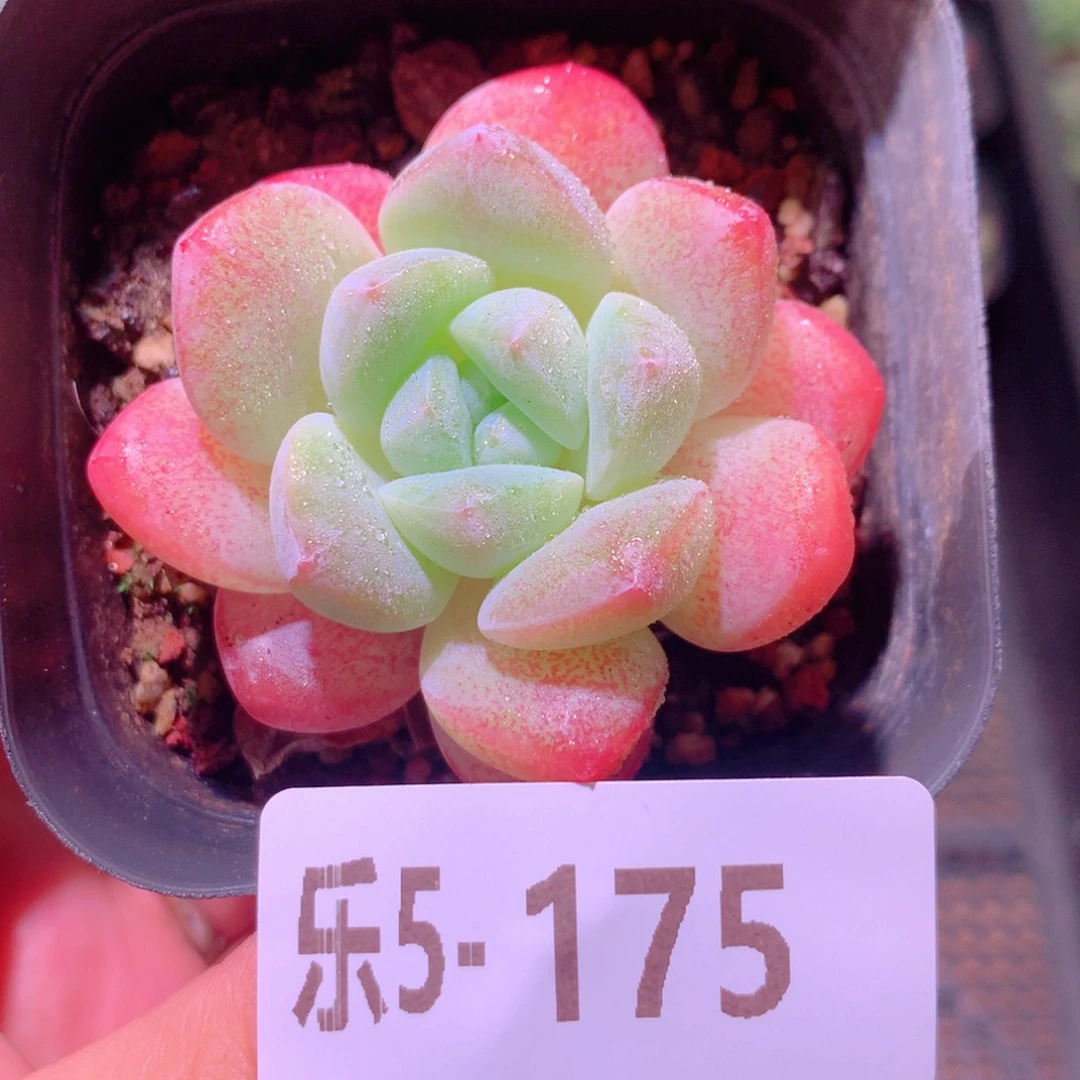 乐然5-175 冰玉单头