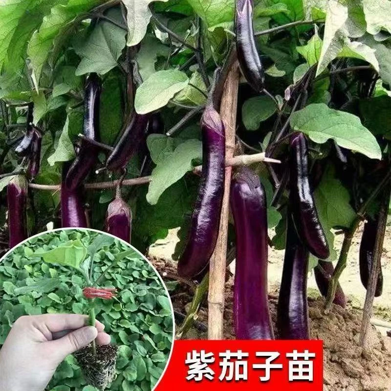 紫长茄子苗四季种植抗病高产茄子