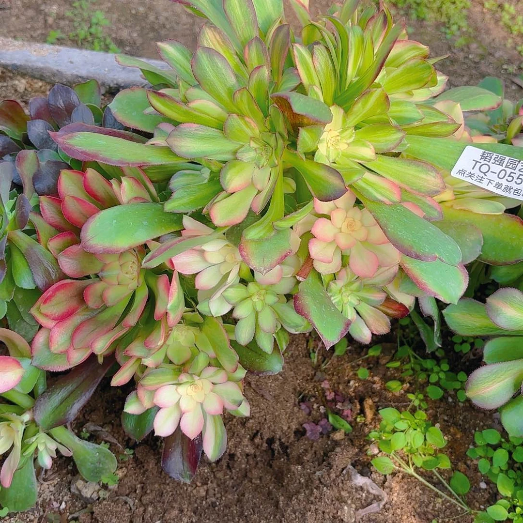 韶七彩多肉植物砍头群三号553