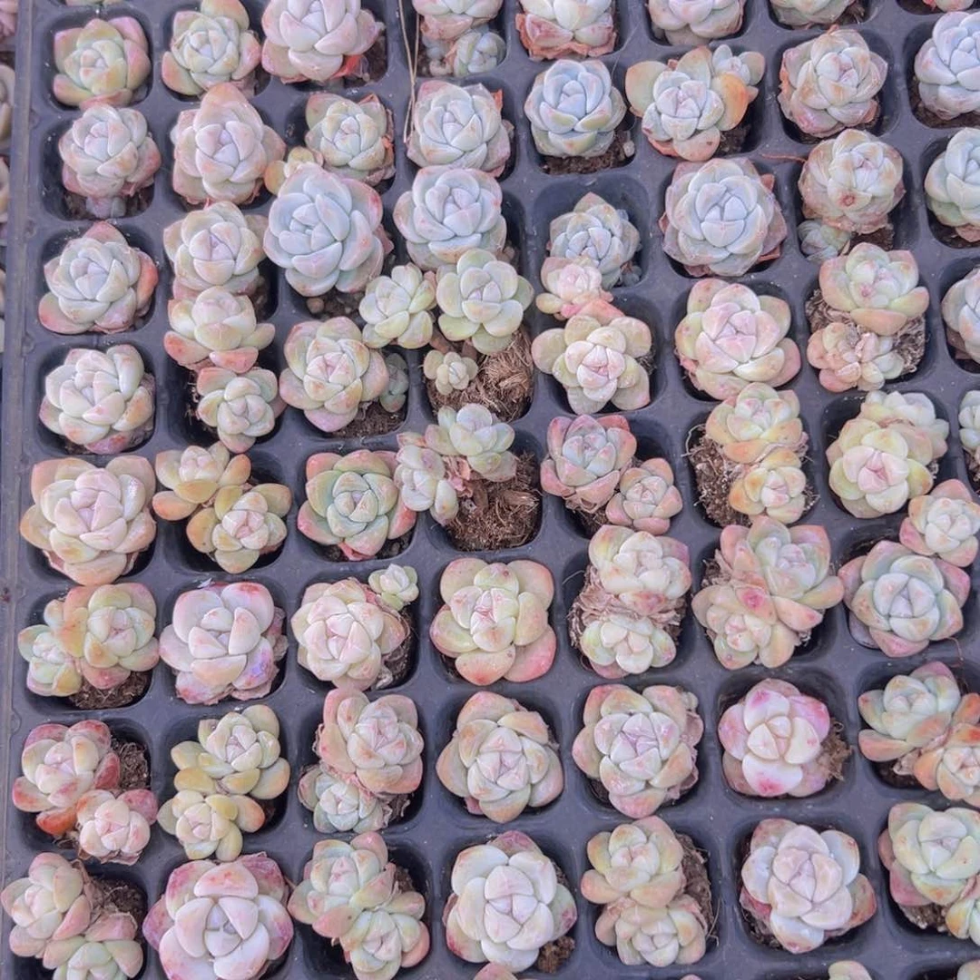 奋****5糖果冰玉128颗