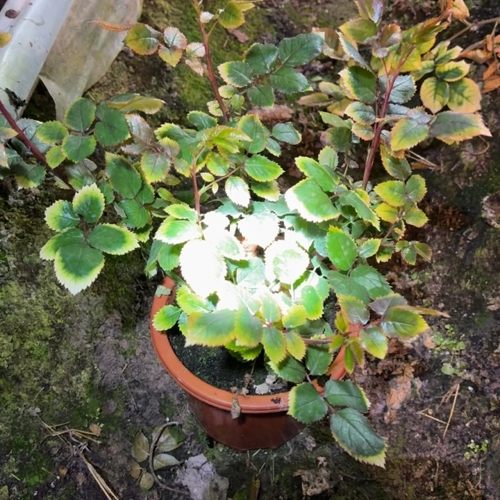 无花朵苏伊士一加仑