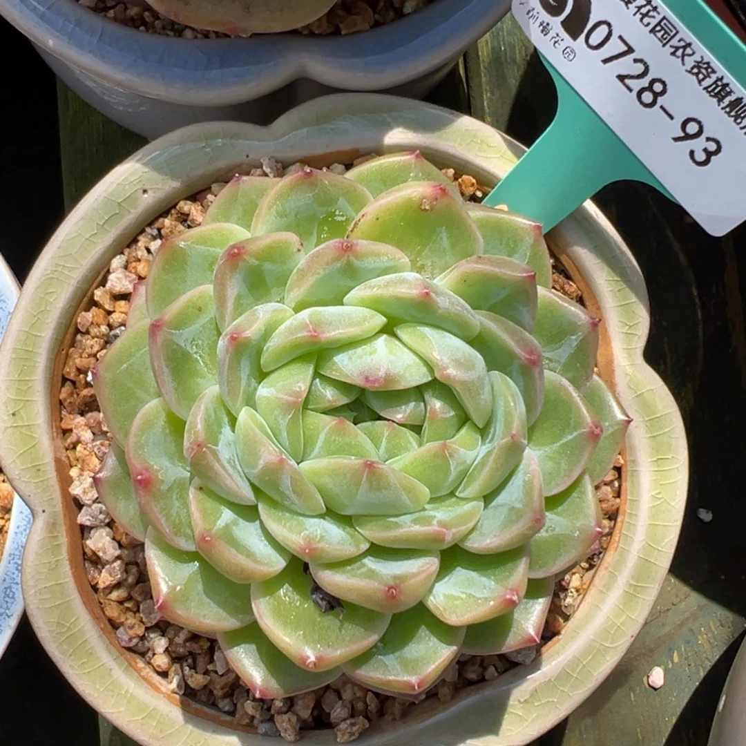 从前慢多肉精选编号0728.93