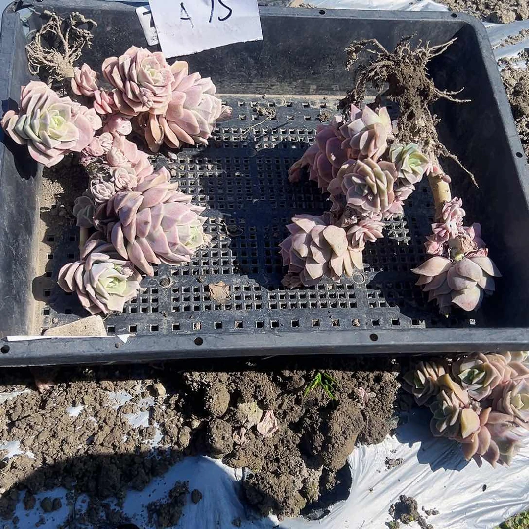 小**ya15不售后2颗可爱玫瑰