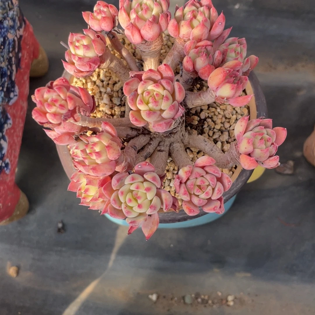 老桩高桩娜娜群生