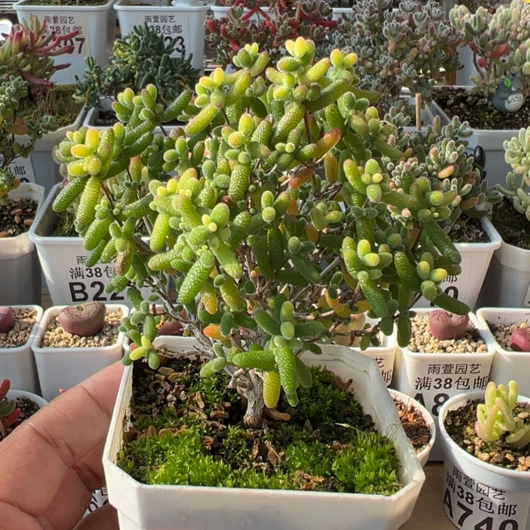 1-924糖球黄锦老桩七方盆2年七方盆