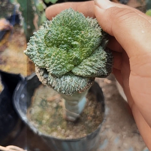 完全开放545仙人球