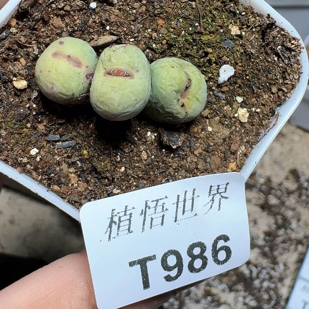 986盒多肉植物哇f g