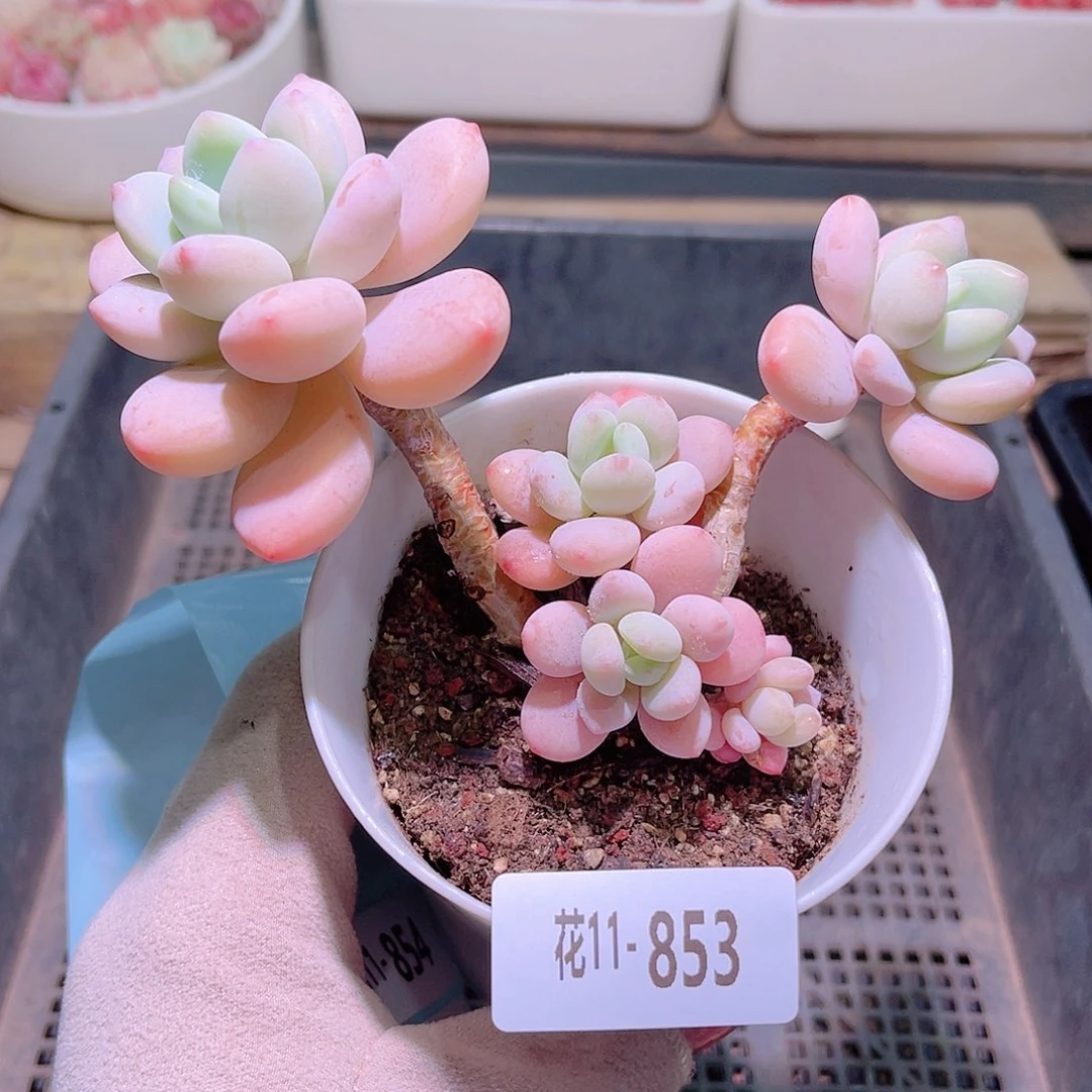 花利美11-853洛神