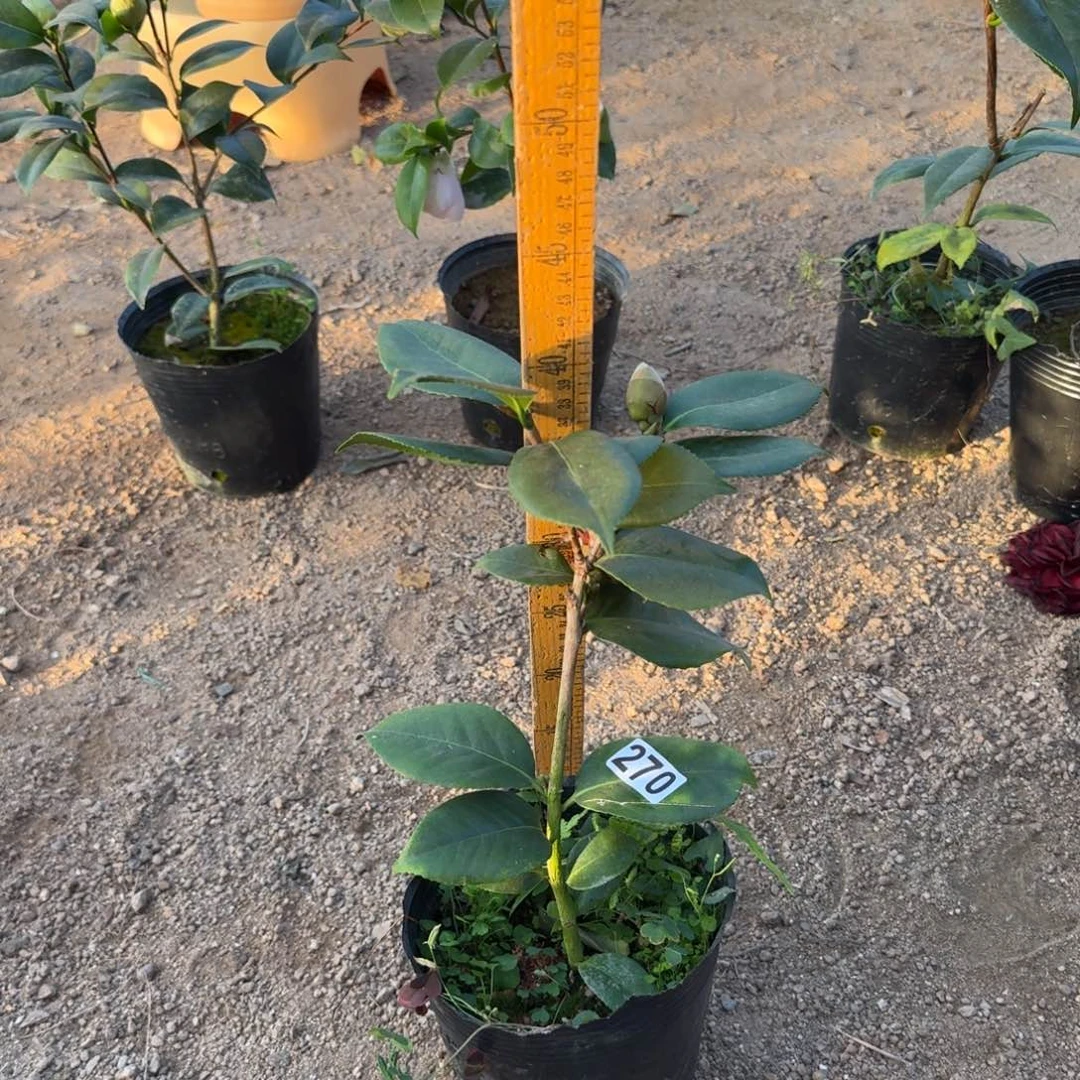 少量花朵（建议范围：2朵-5朵 或40%以下）270纯青黑