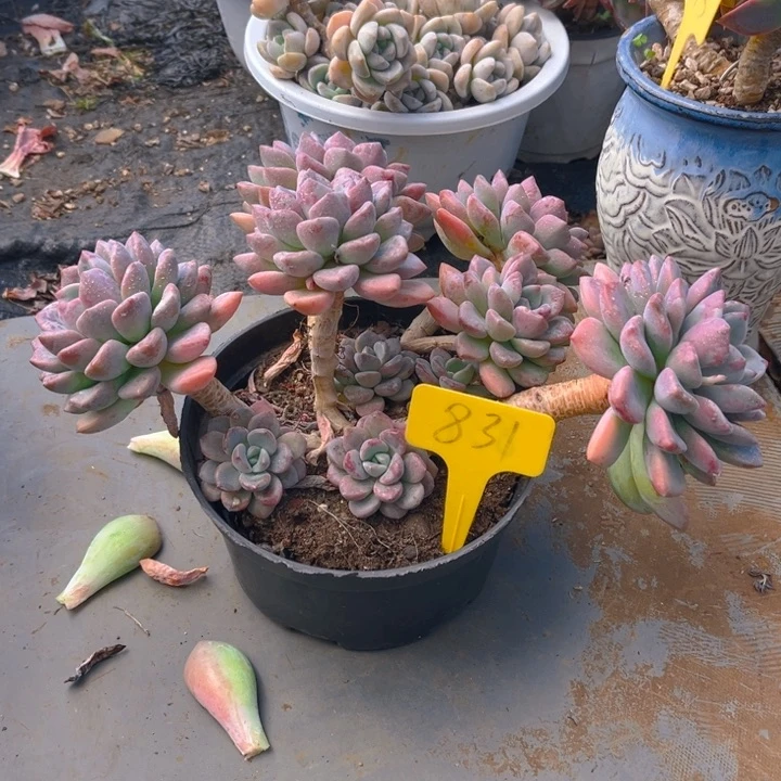 花瓣鹿多肉植物8 3 1