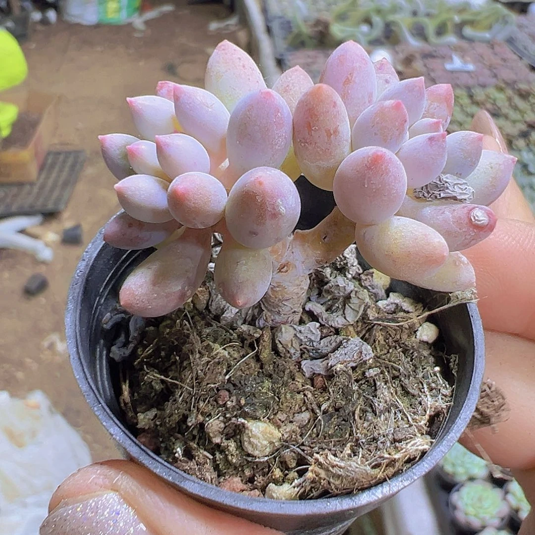 手指2盆19包邮多肉