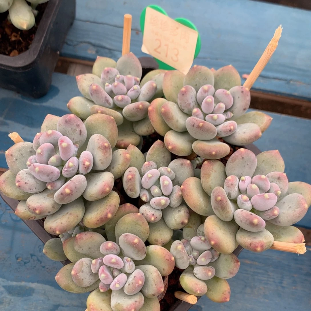 咖啡美人无砍平头捧花213