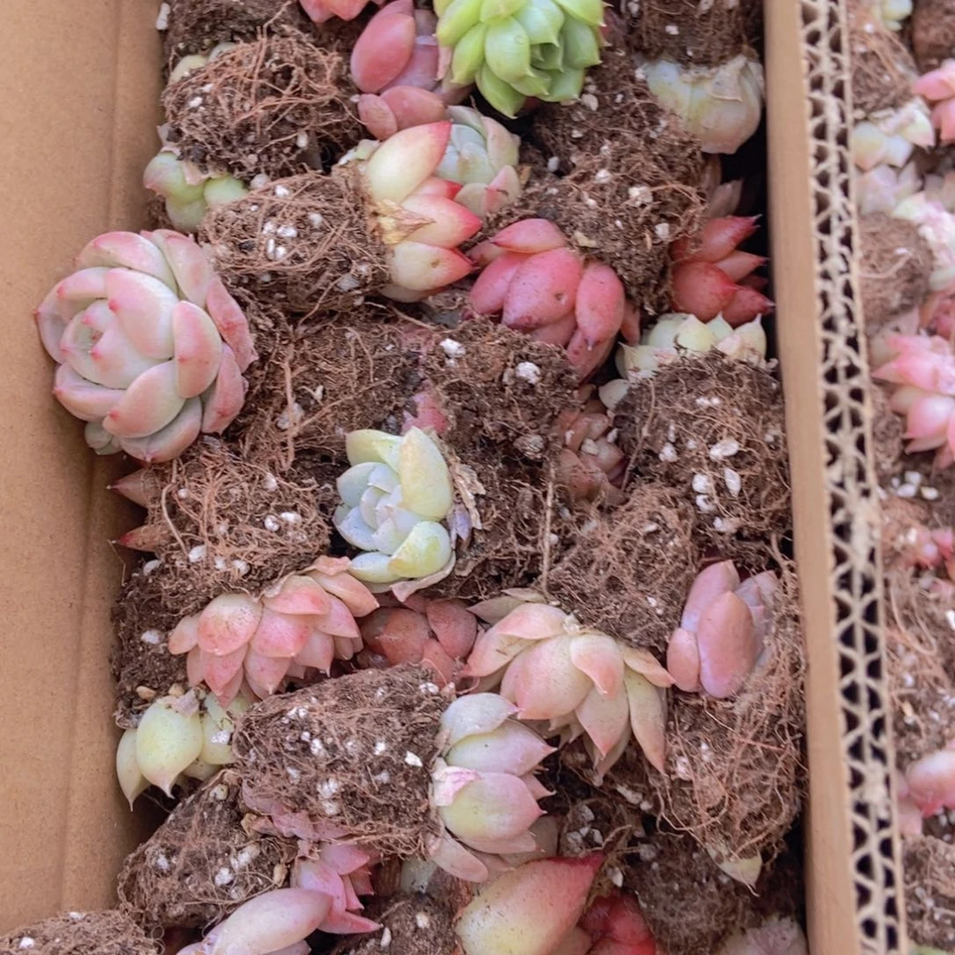 精品多肉植物保底60