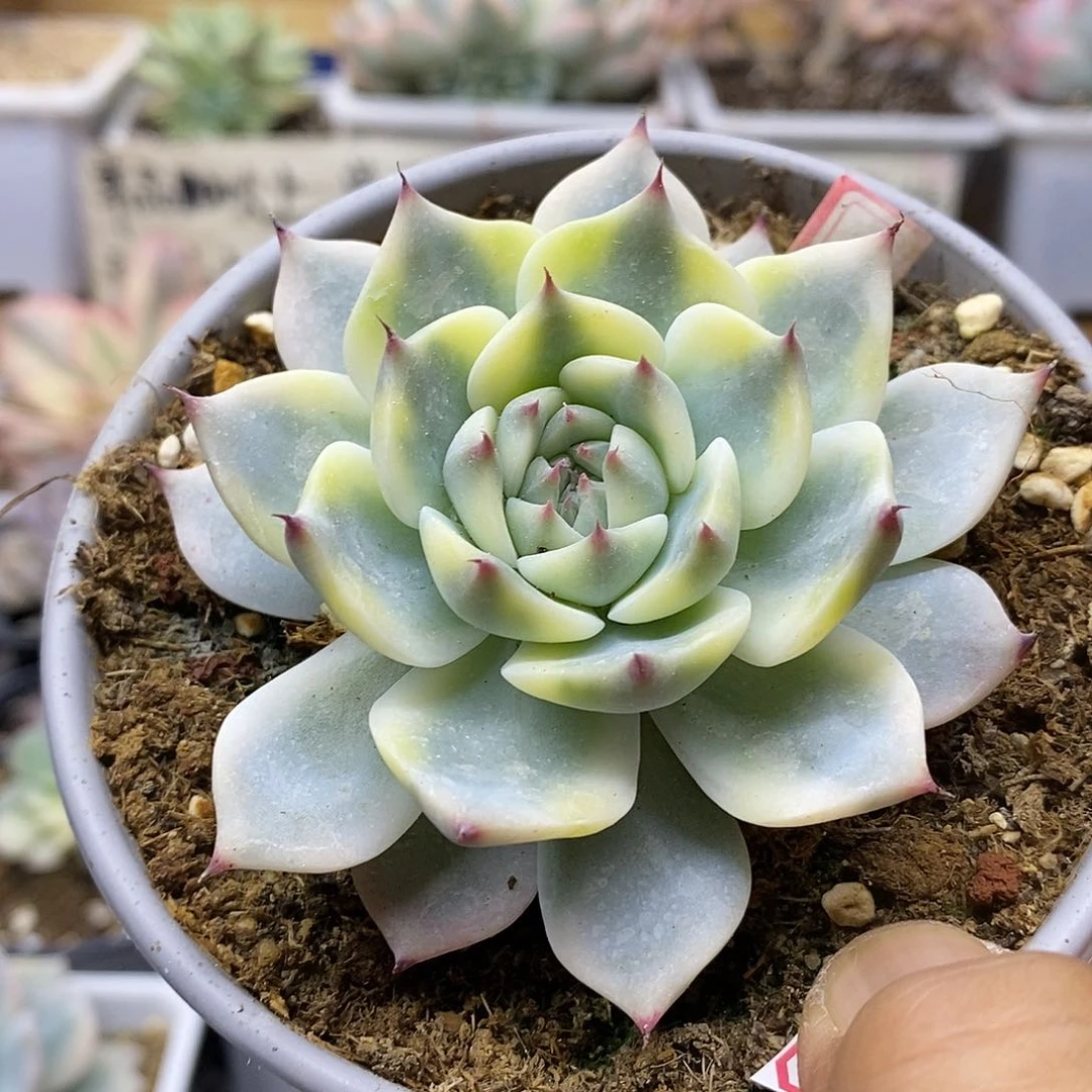 0130 吉娃娃覆轮锦相对宽锦