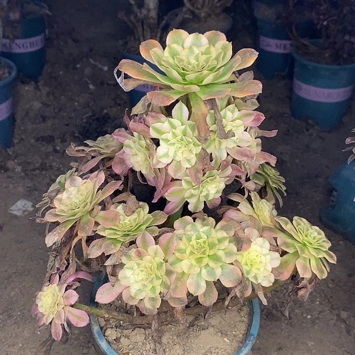 红桐白多肉植物056