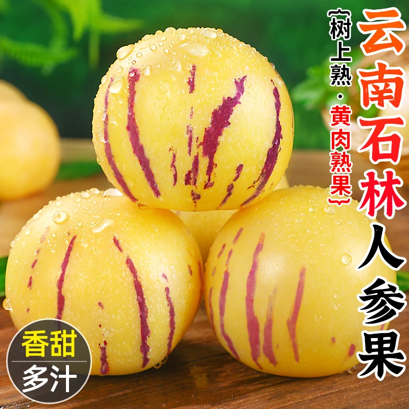 云南石林人参果清甜多汁 带箱5斤 大果 约15-24个装 坏果包赔