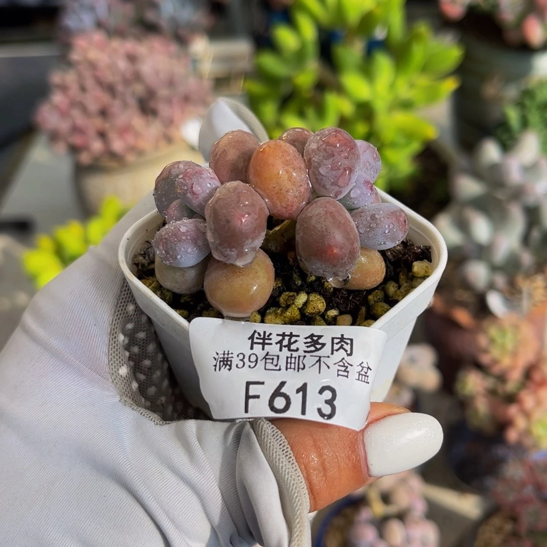 613-小糖豆多肉4cm
