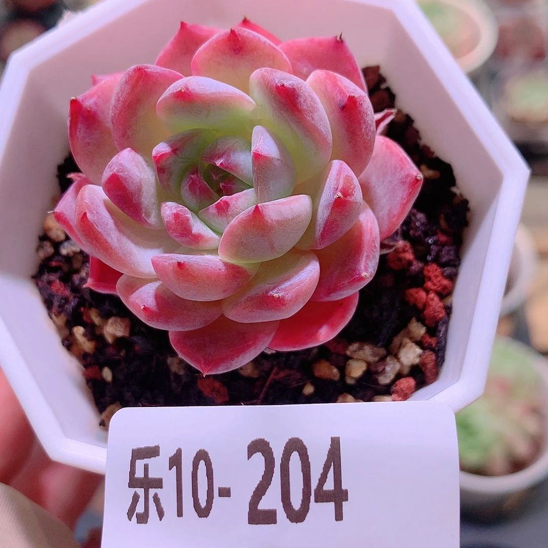 乐然10-204 精选糖心