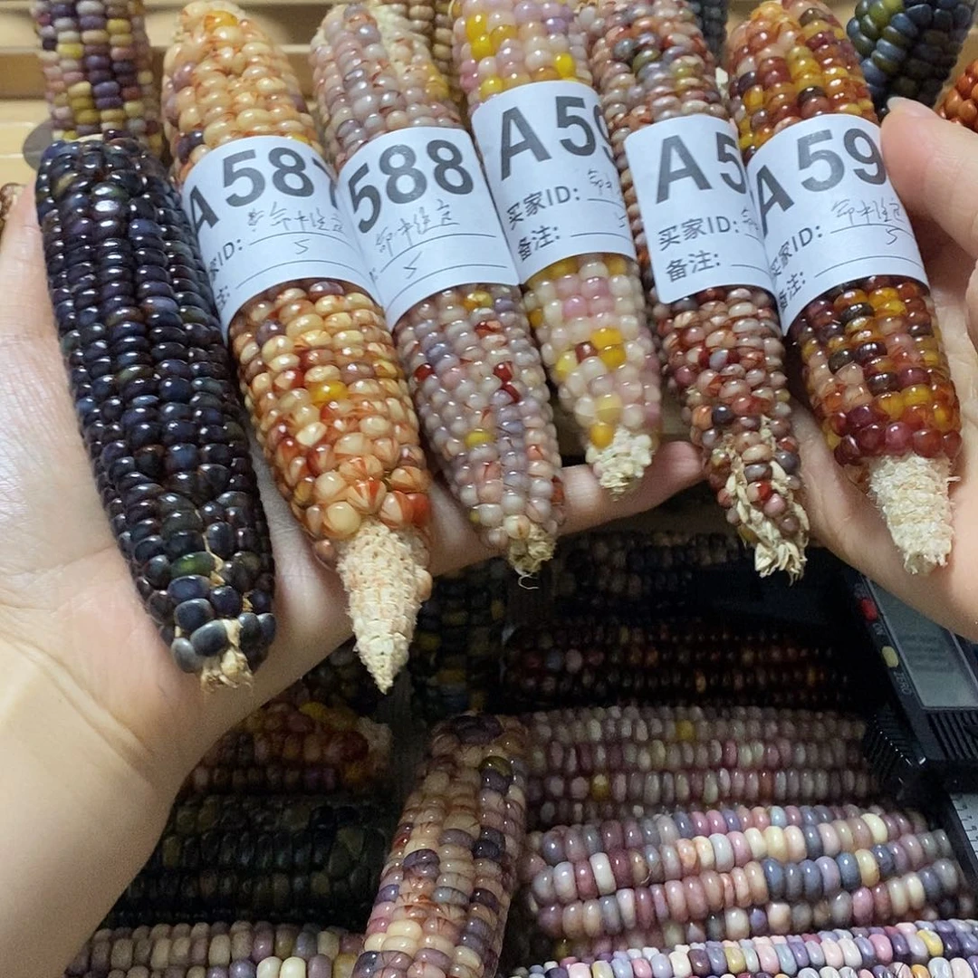 藤类文玩玉米毛料