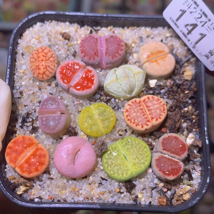 精品生石花224.141