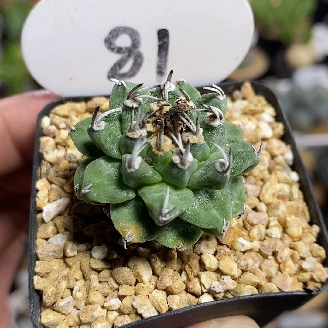 实生赤花娇丽81号3.3cm