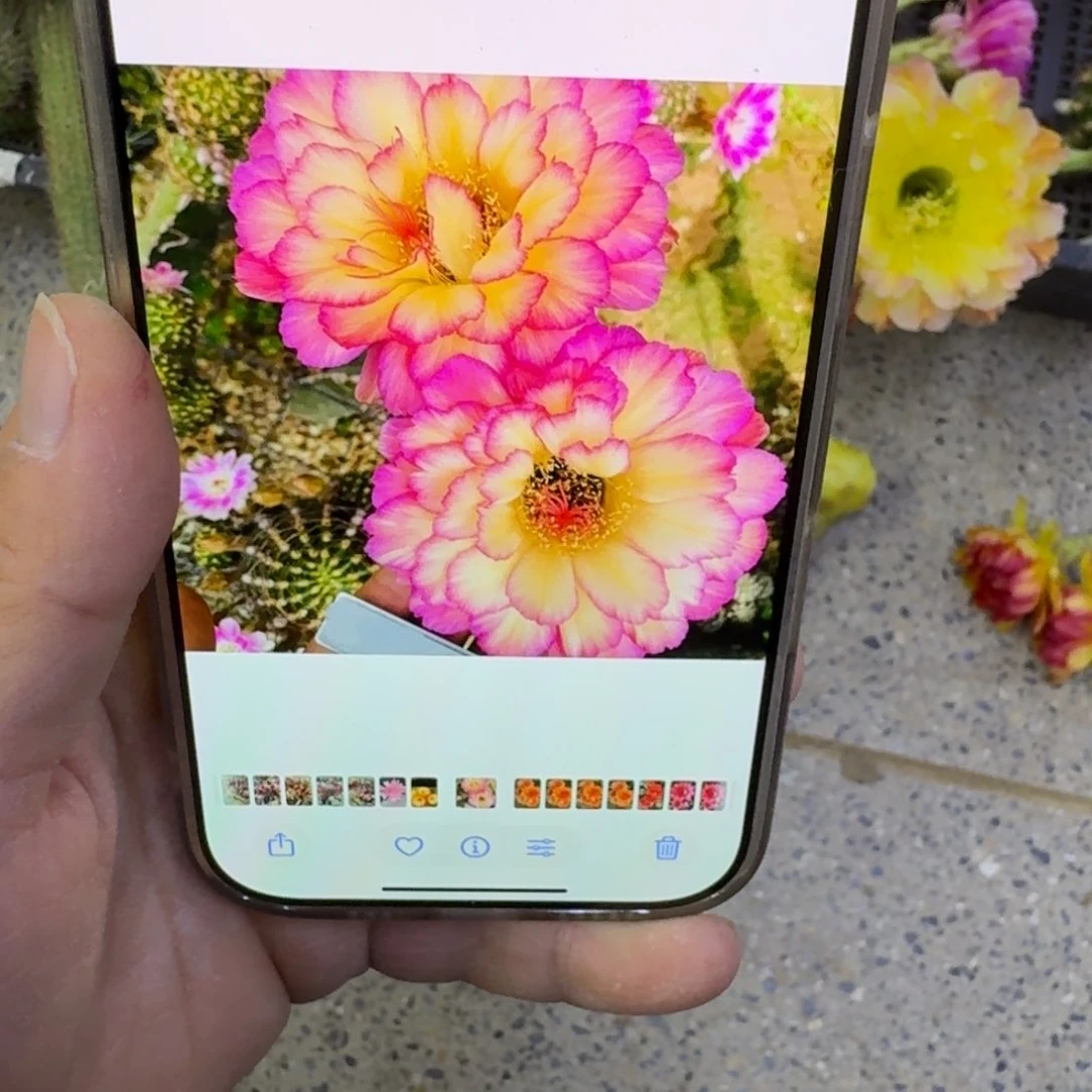 231毛苏乞儿歪无根侧牙3公分左右，20包邮