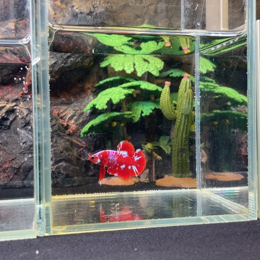 斗鱼十二月三日竞价