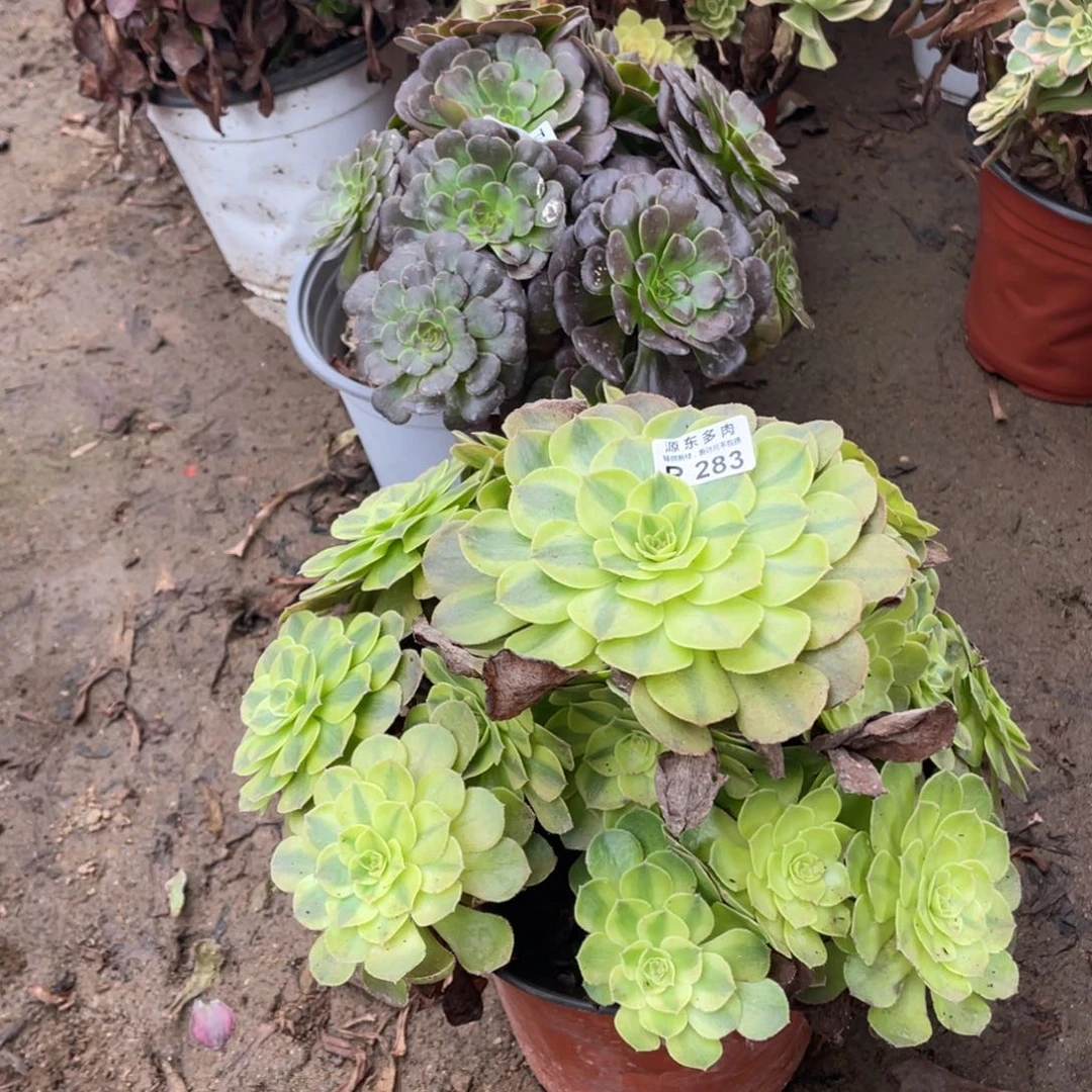 283雨荷多肉法师断枝不包