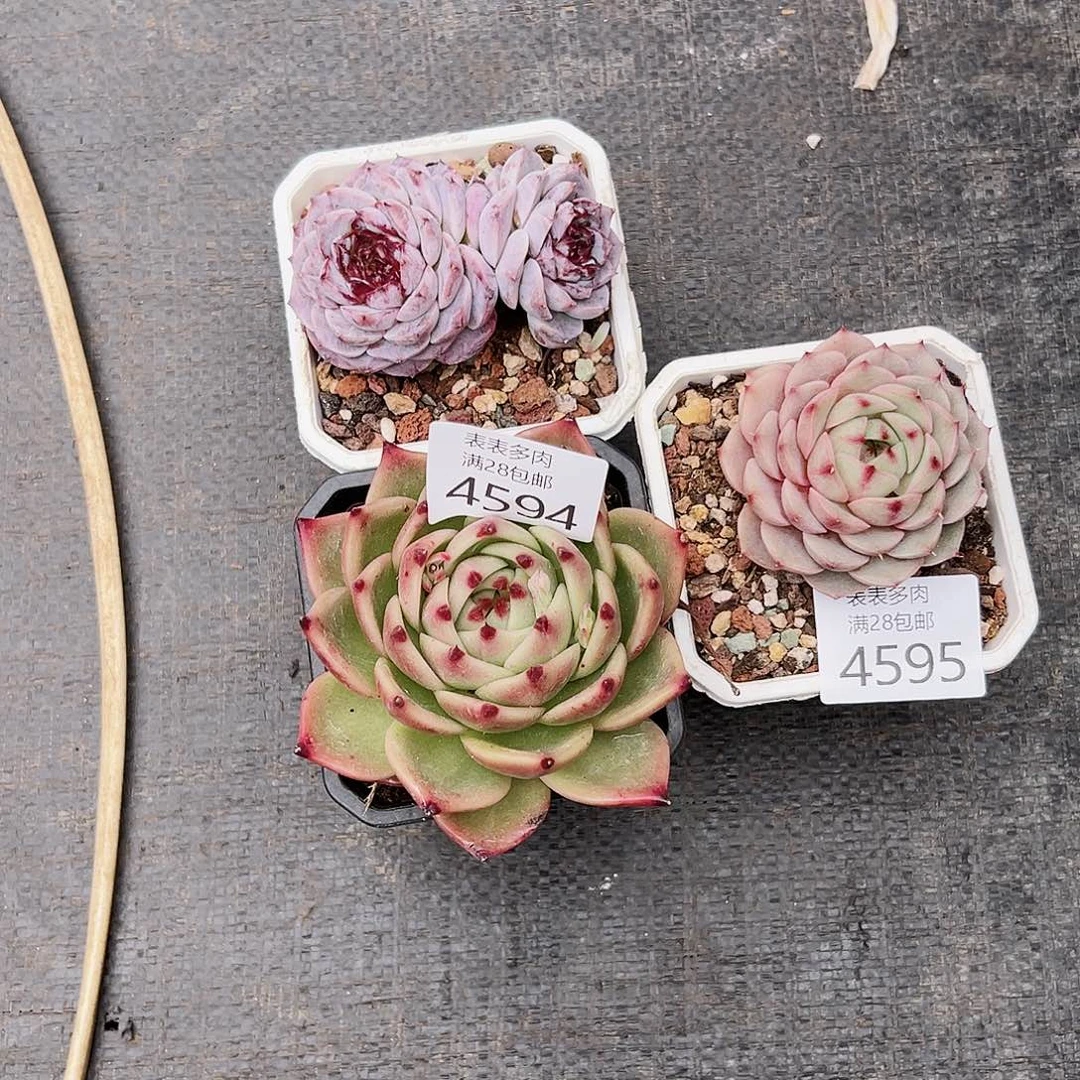 9号我们的确是一个4594.95