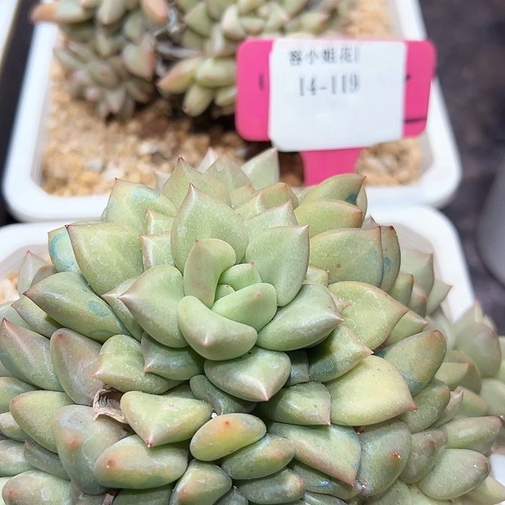 14.119韩版香牙一群