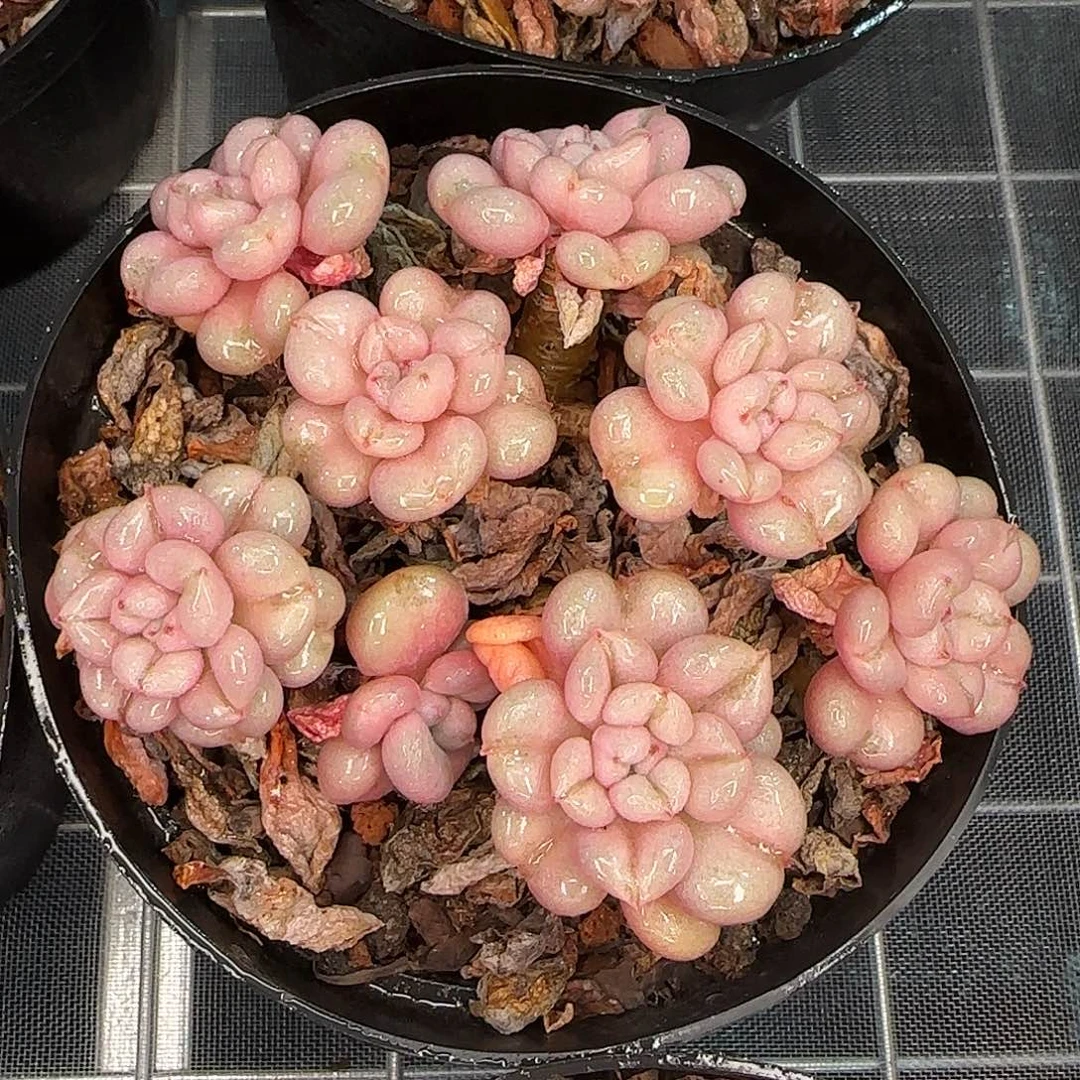 从前慢花园精选比尔盖茨