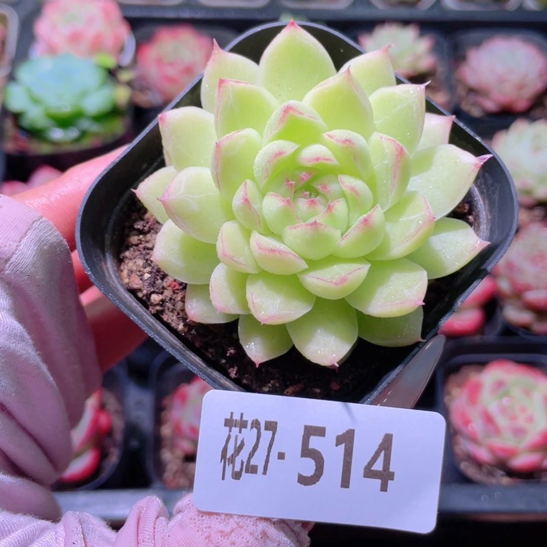 花利美27-514女王玫瑰