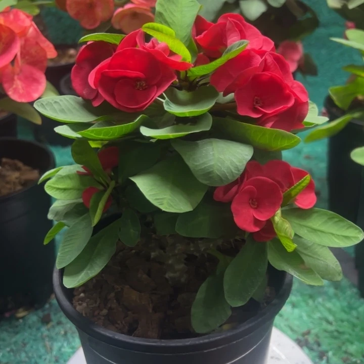 泰品扦插一物一拍