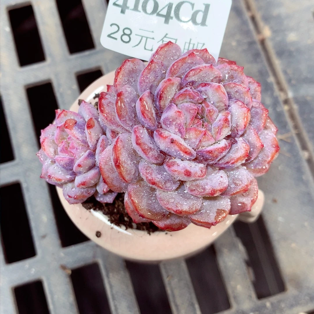 5厘米盆精控多肉4104