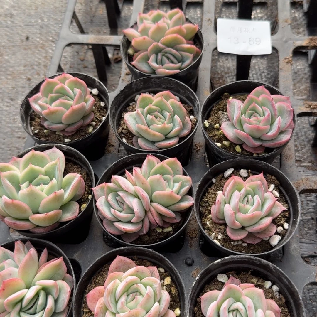 退锦玫瑰10颗量拍13-89