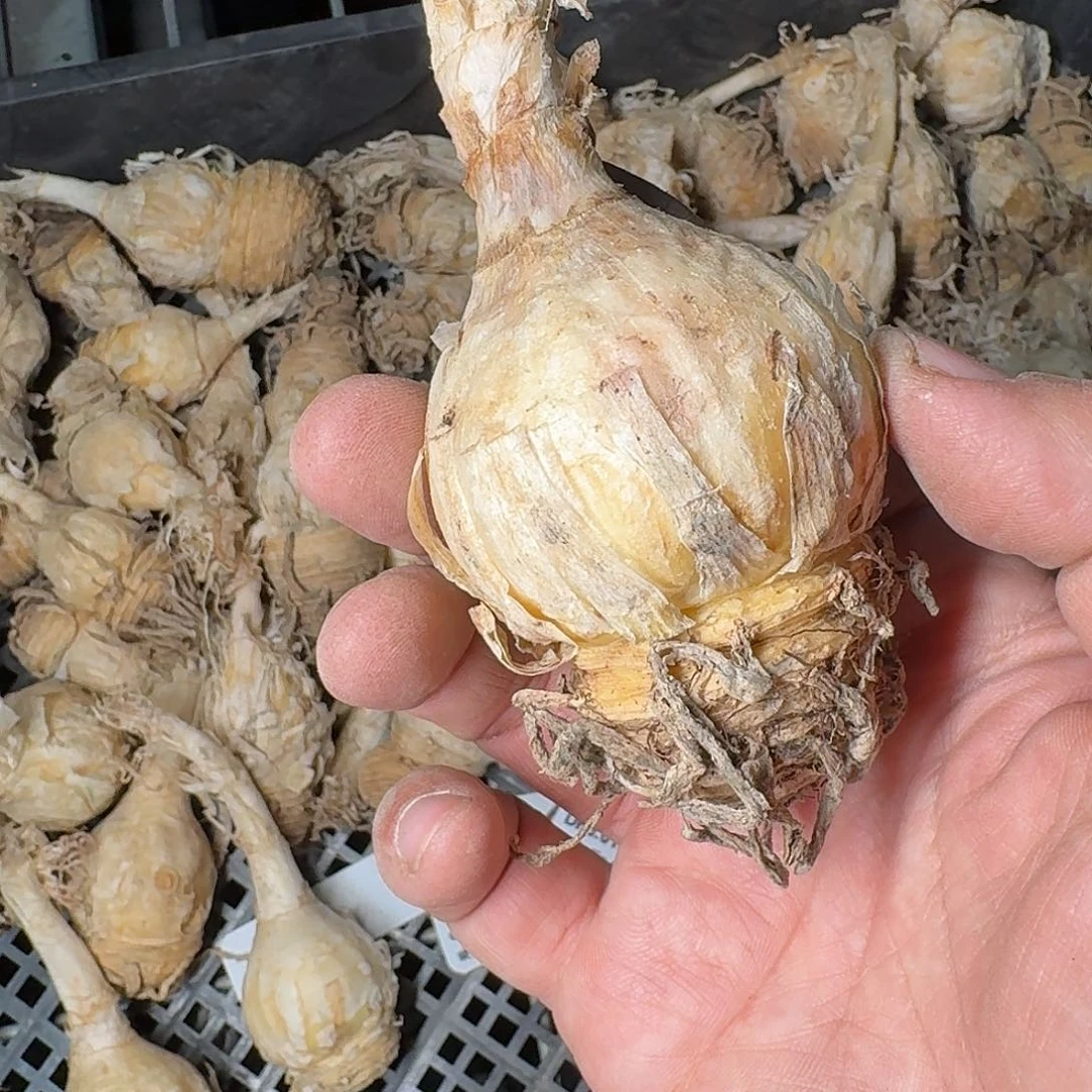 梦***了gc弹簧草定向一个