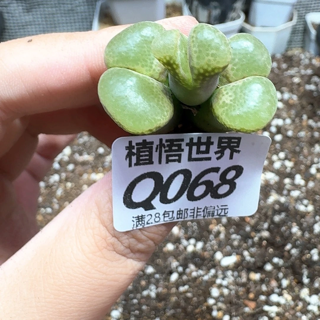 多肉植物的润泽的多