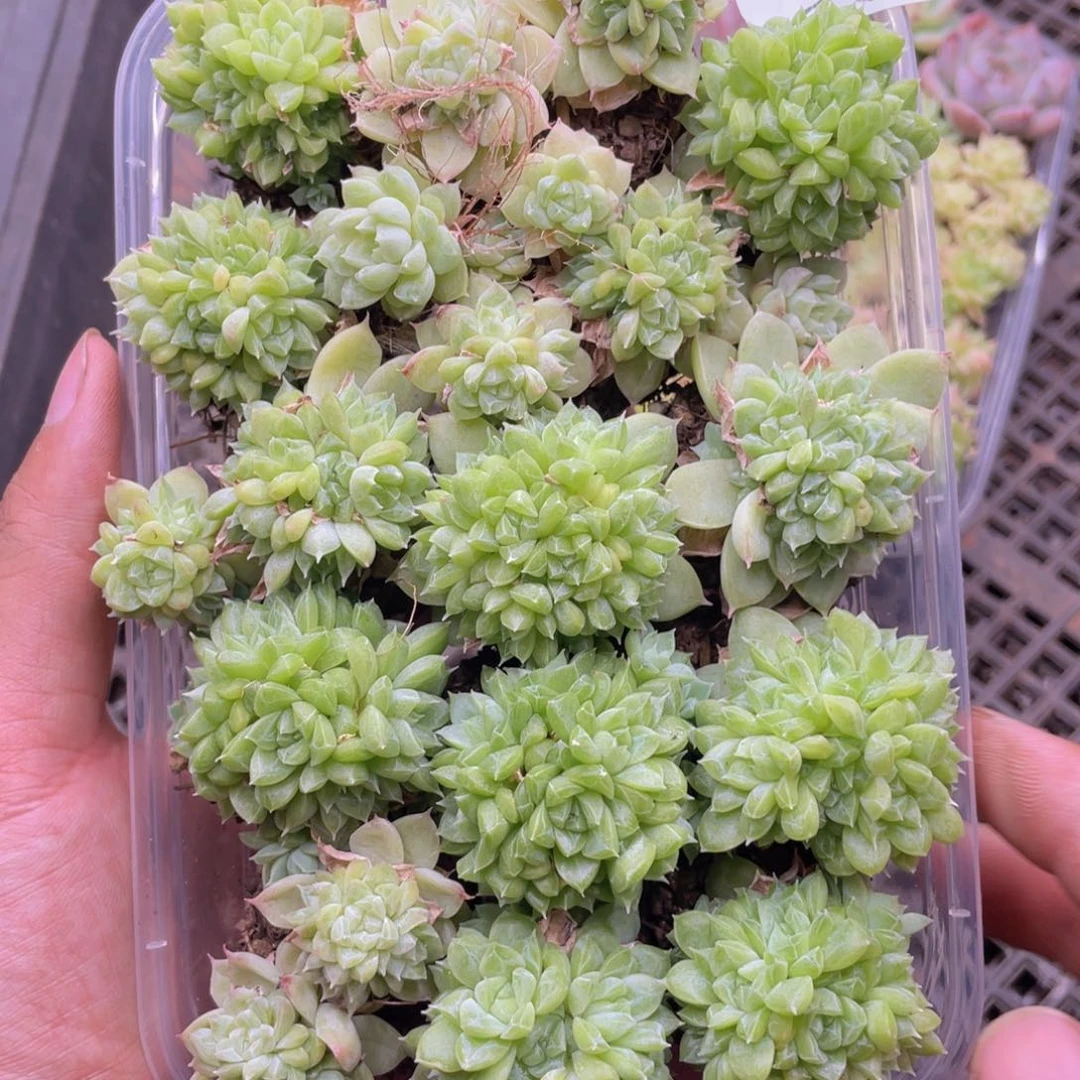 云糖心多肉植物230