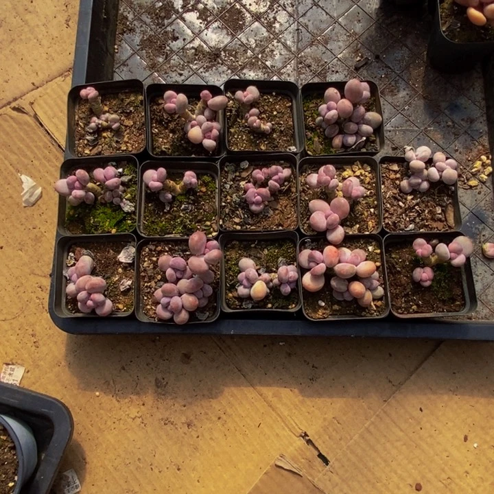 情*請蛋黄奶14棵多肉植物