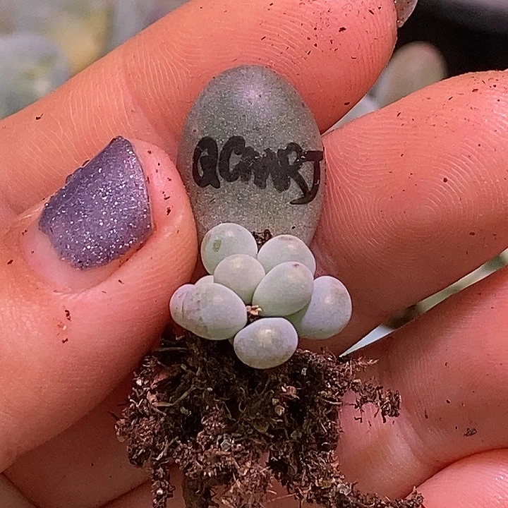 七彩美人锦基因多肉植物