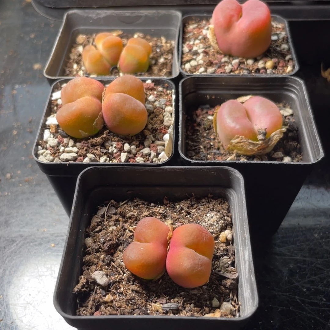 组合毛安排福利专拍