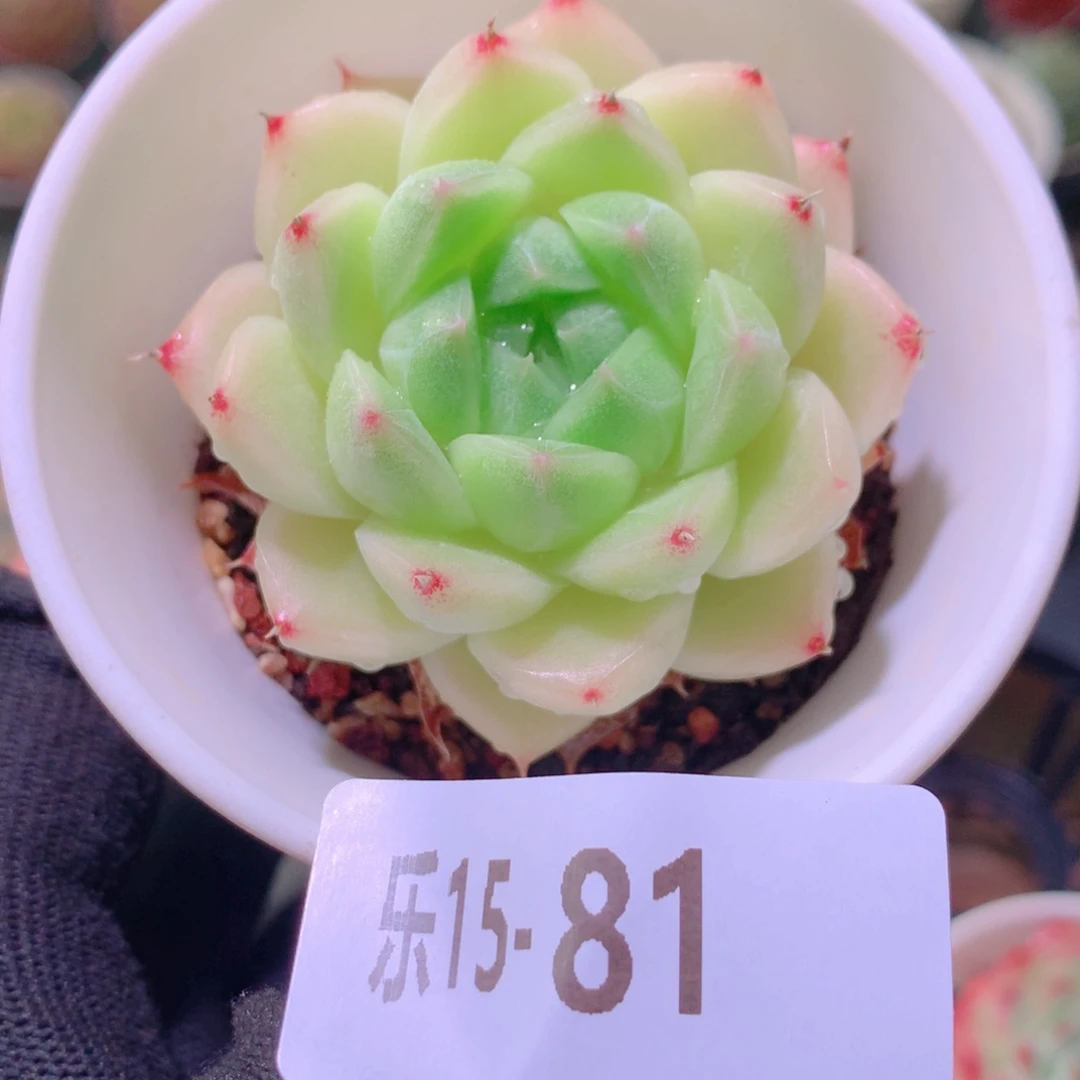 乐然15-81 麦秆单头