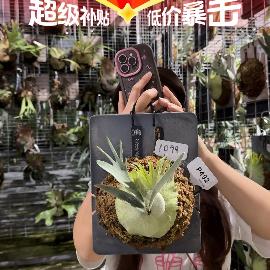 不开花植物P492-野银6孢子苗