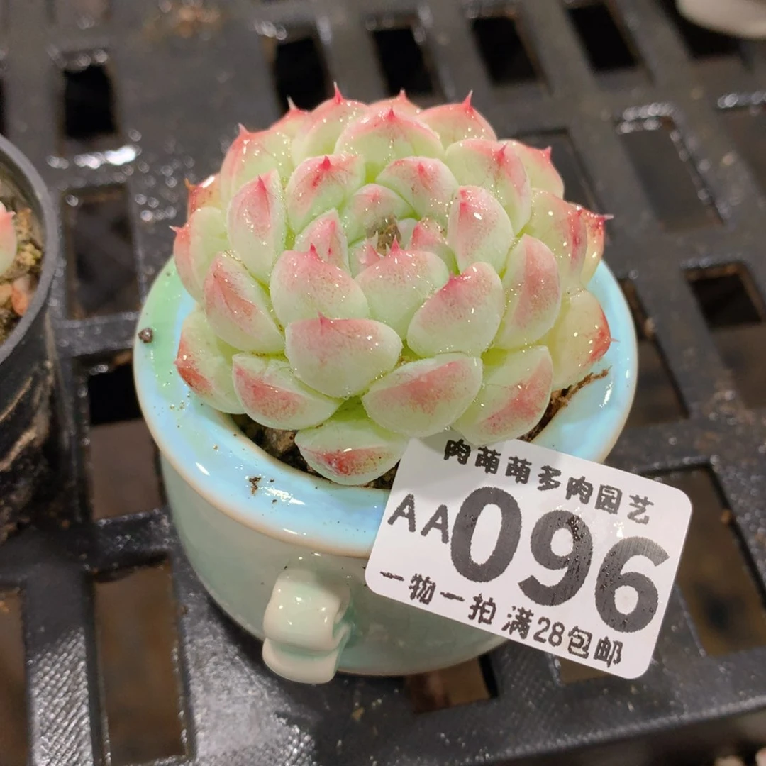 肉萌萌拇指盆精控多肉AA096