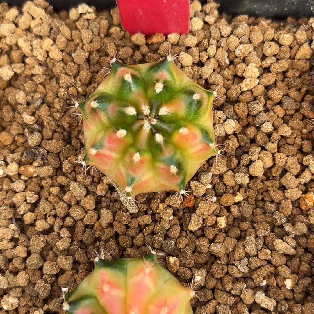 192-1121泰国发货多肉