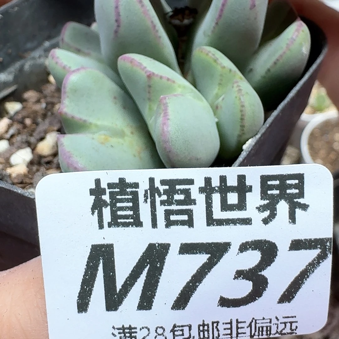 多肉植物的润泽地fv