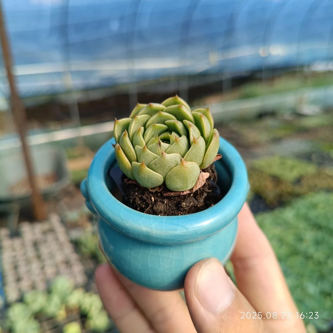 笨吧迪斯多肉植物室内办公室阳台盆栽可防辐射