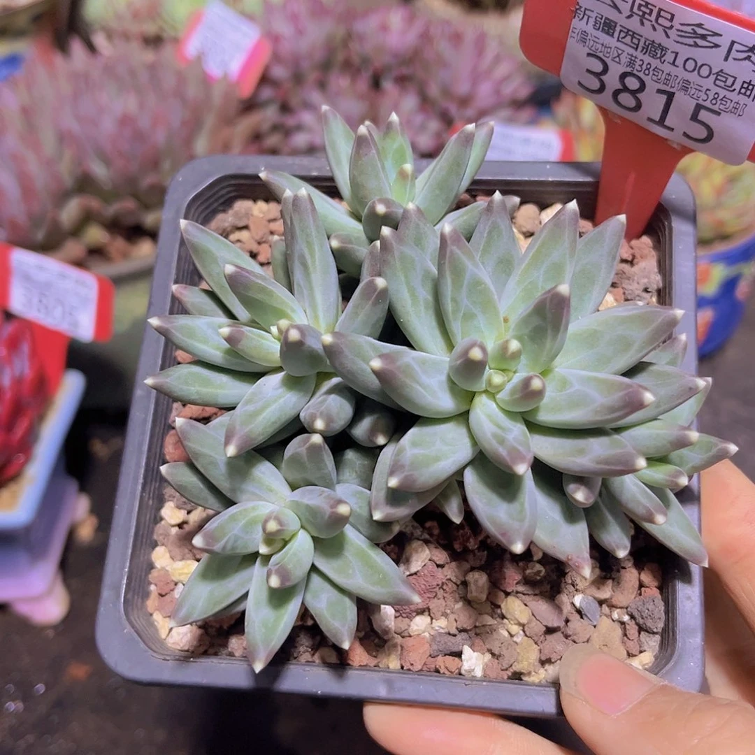 3815乌拉克拉多肉植物