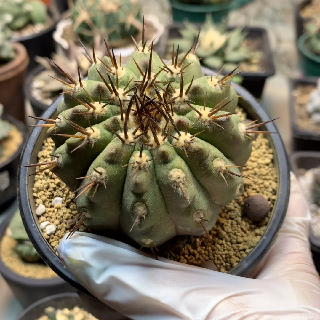 慕**糕   31号  黑王(无根 掉刺瑕疵)